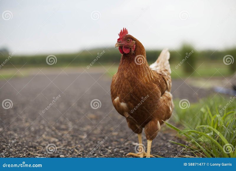Descubre la Experiencia de Juego de Chicken Road en España en Línea - overview