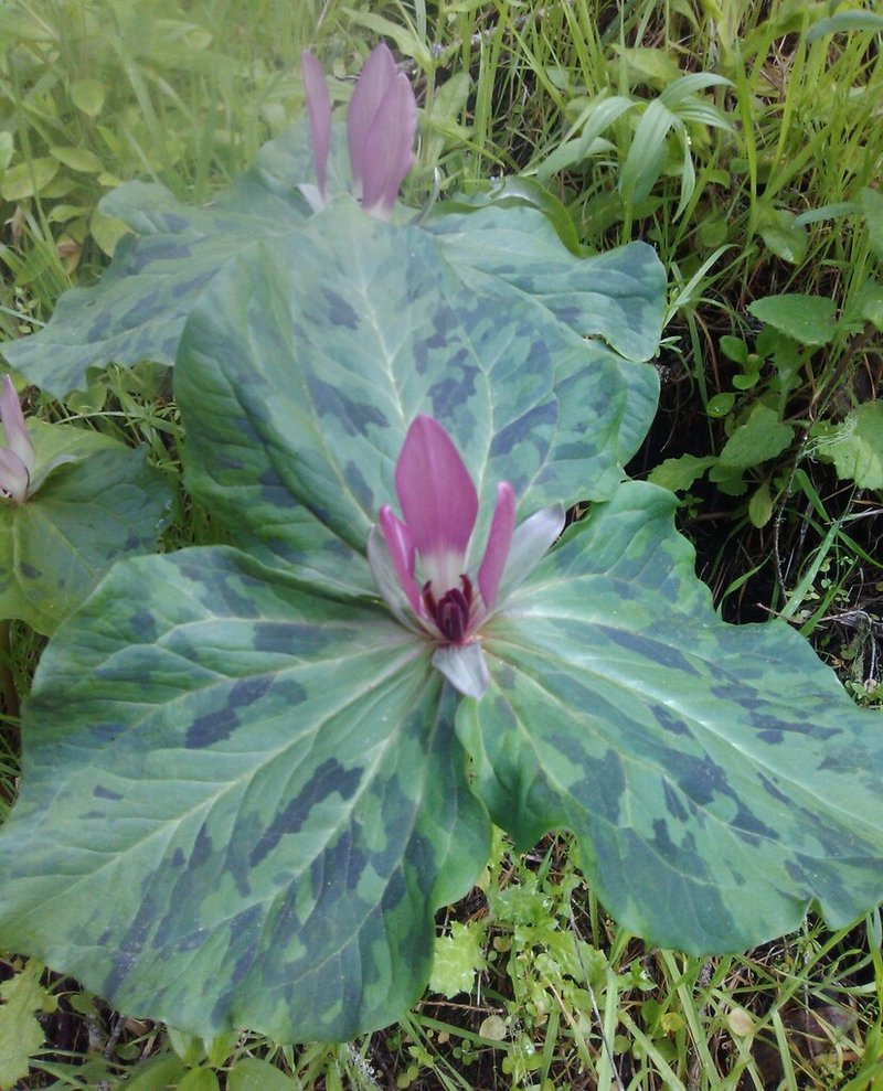 Unlock Thrilling Casino Experiences with Wildrobin Official Site - overview